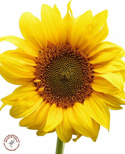 Sunflower 9Y055D-3.jpg